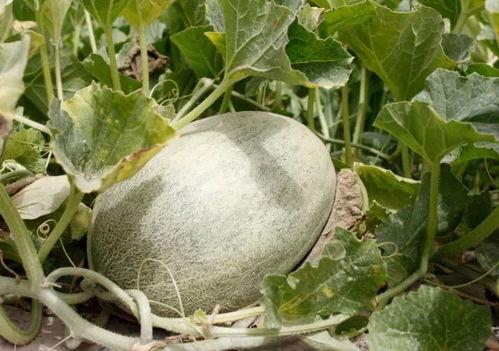 一区国产吃瓜黑料网黄,揭秘网络背后的真相